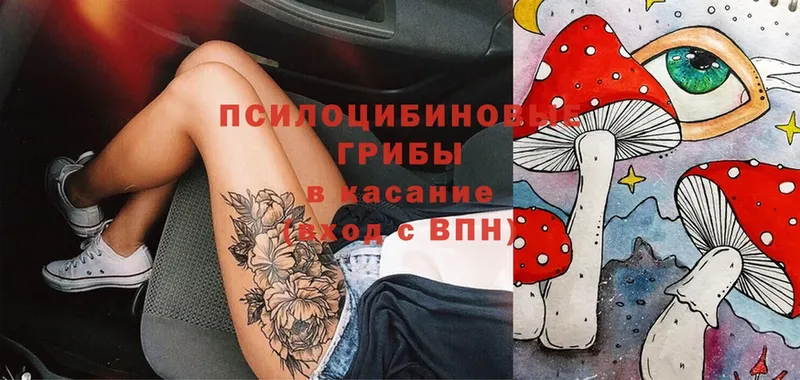 Галлюциногенные грибы Cubensis  где продают   Ипатово 